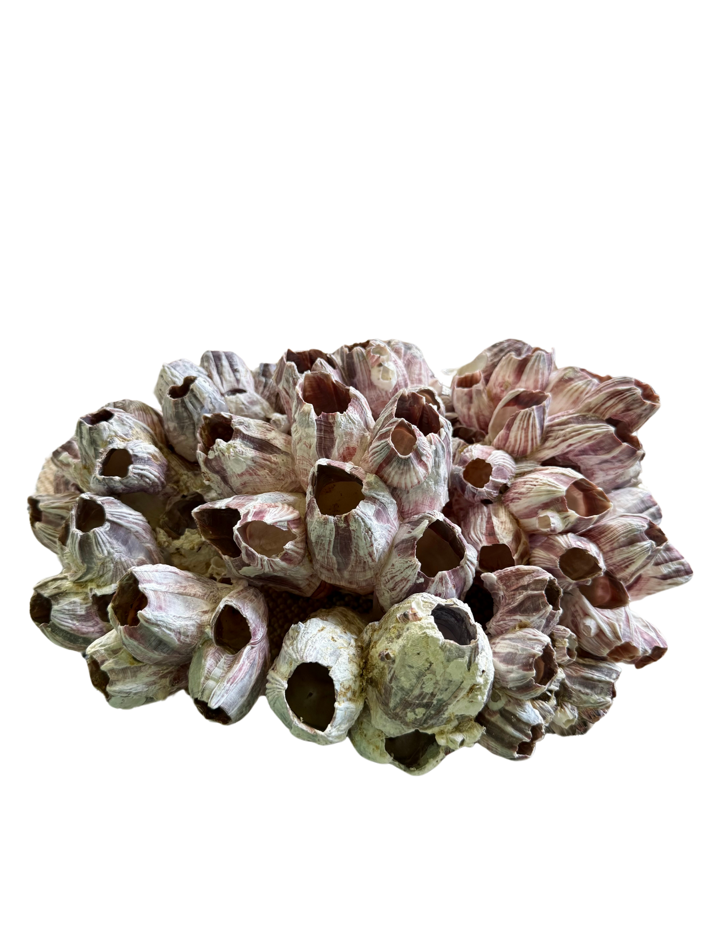 Large Barnacle Cluster – Natural Coastal Decor