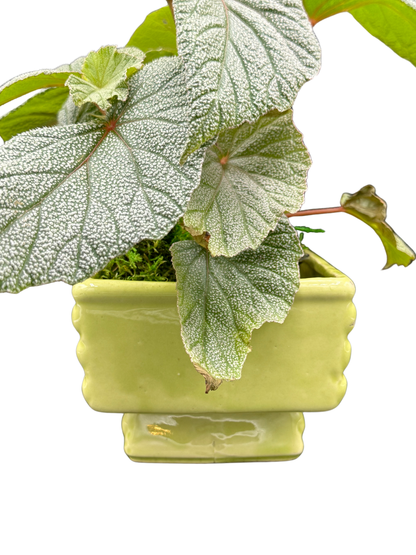Rear detail of ceramic planter showing pedestal foot and foliage spillover