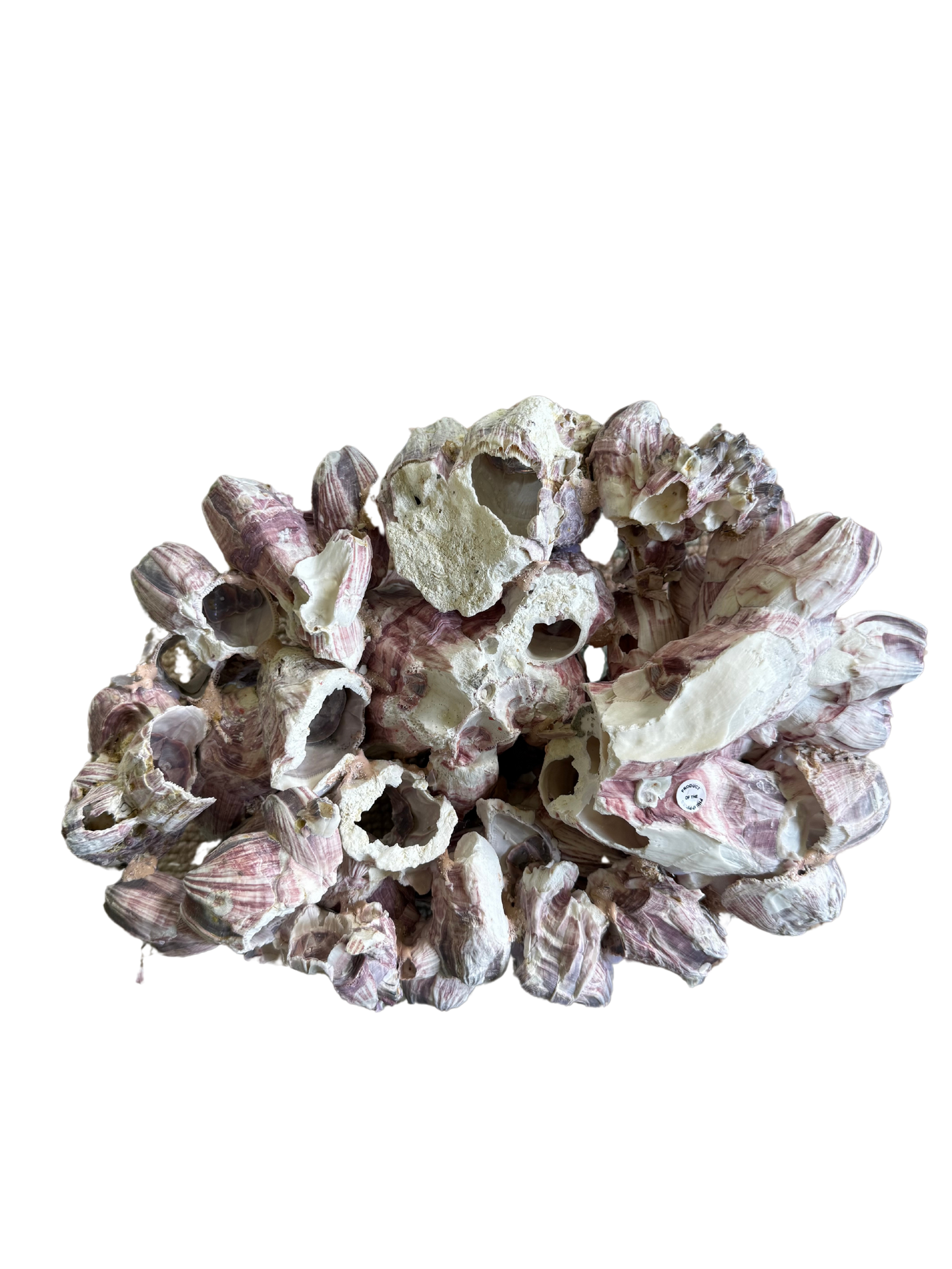 Large Barnacle Cluster – Natural Coastal Decor