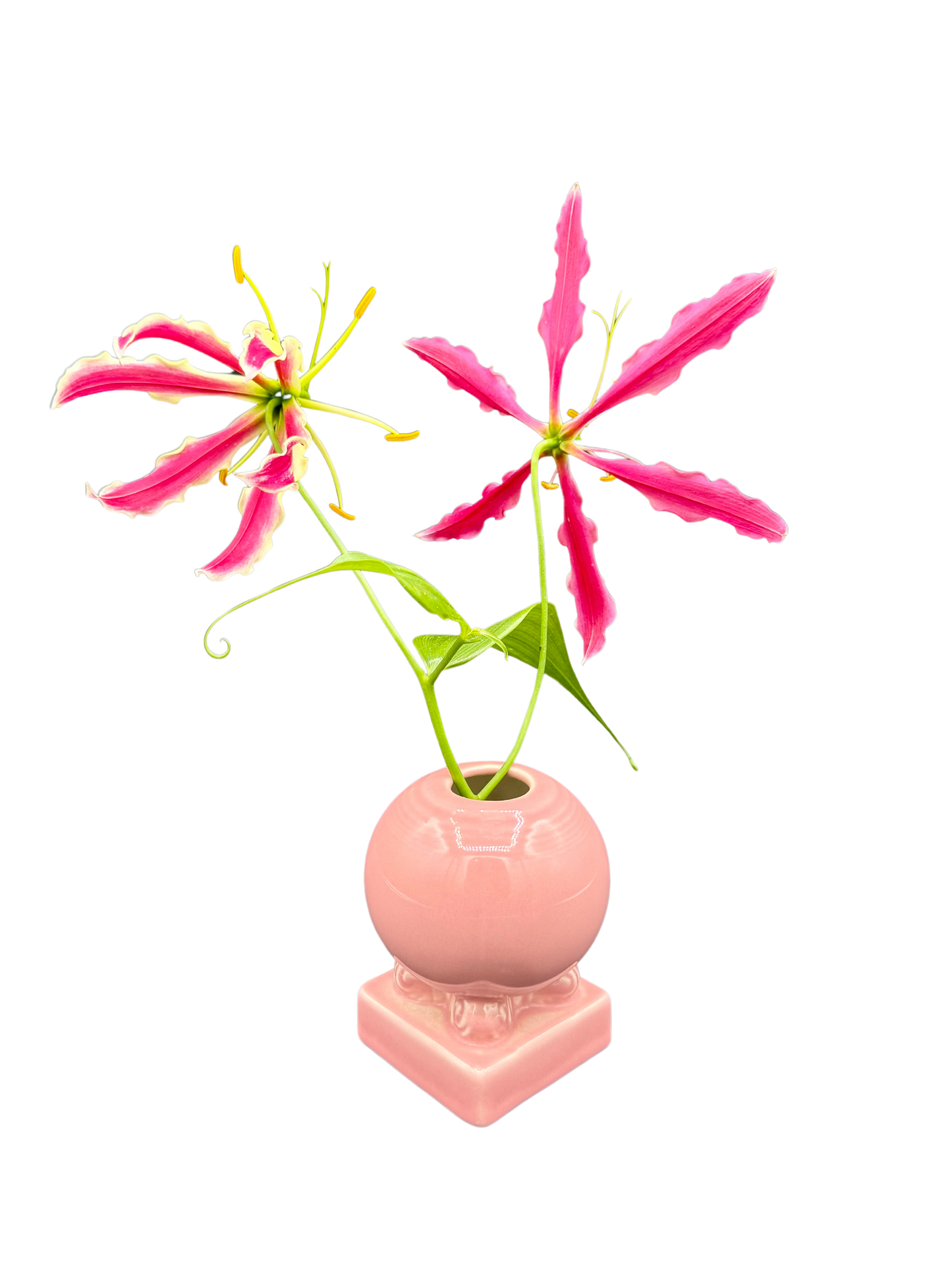 Single pink Fiestaware globe holder used as a bud vase with pink gloriosa lilies