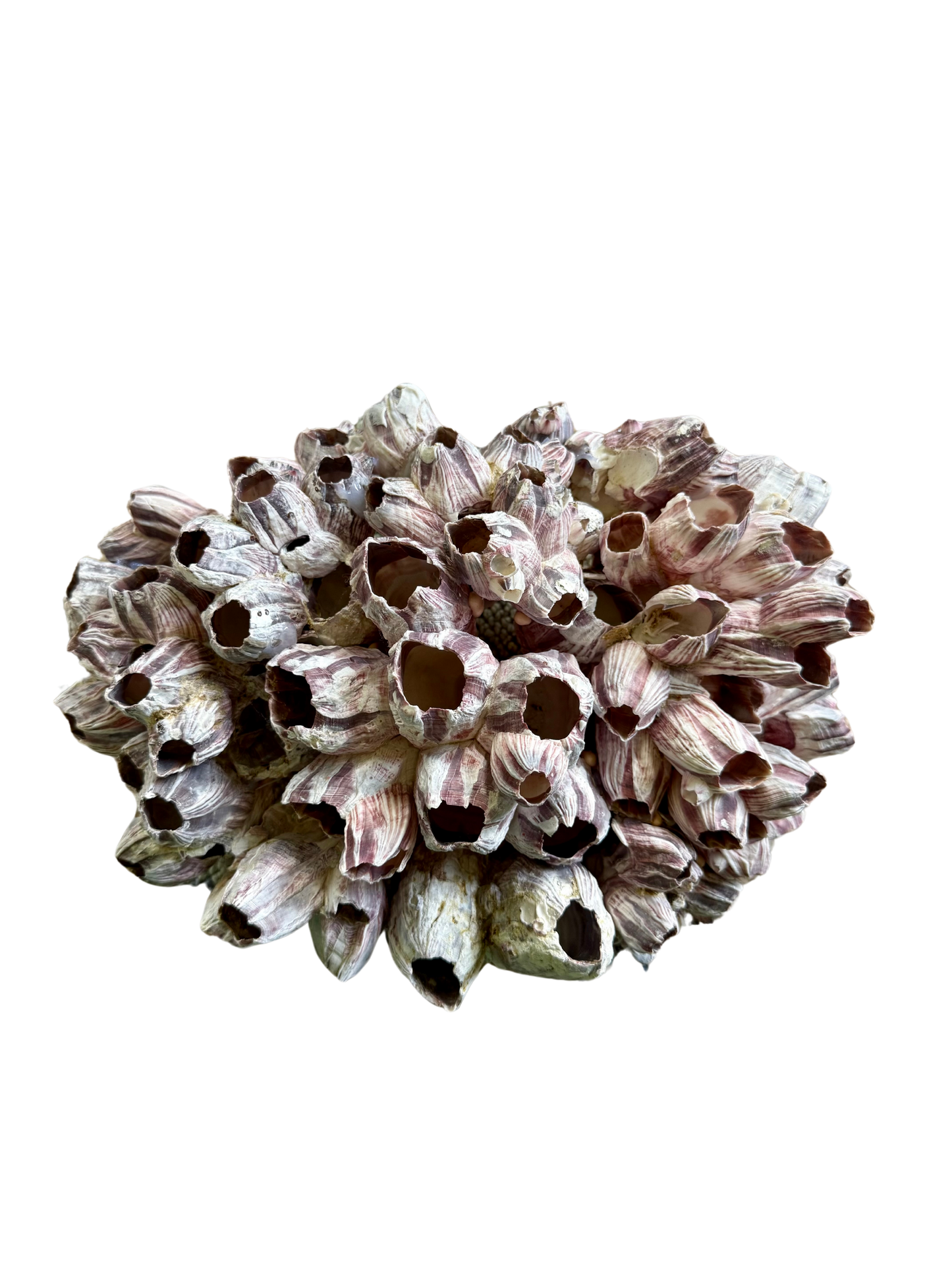 Large Barnacle Cluster – Natural Coastal Decor