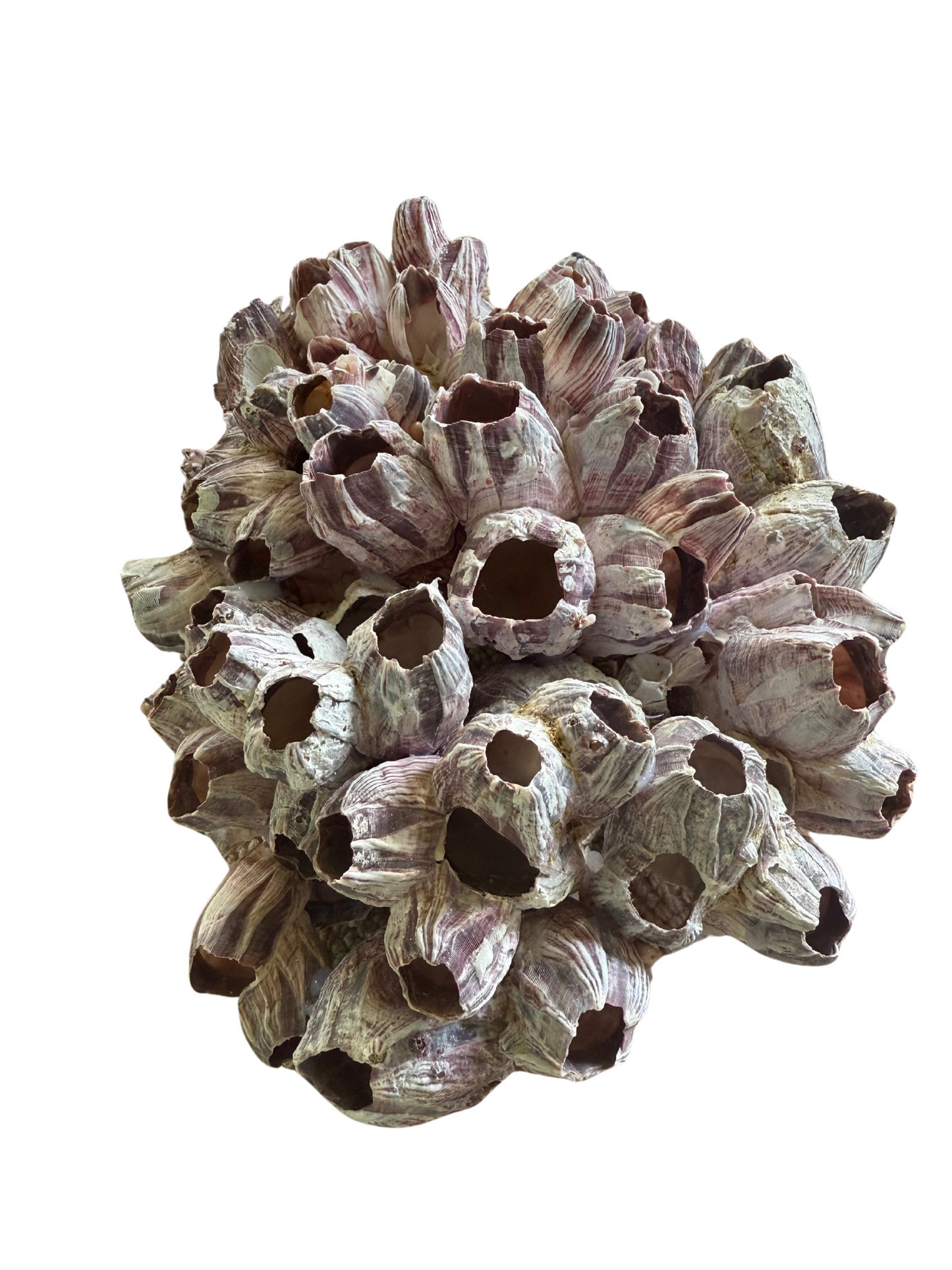 Large Barnacle Cluster – Natural Coastal Decor