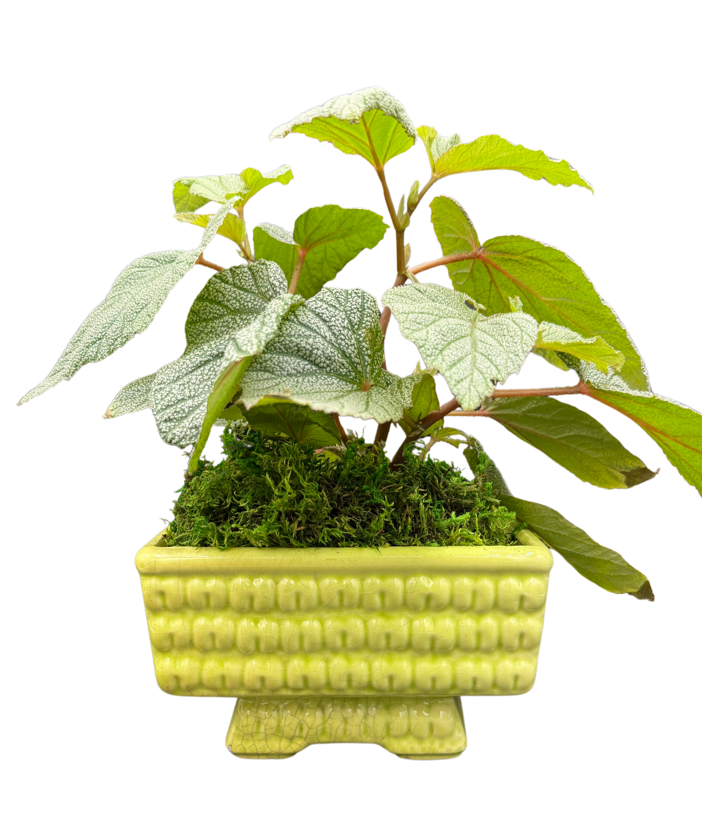 Vintage yellow-green MCM pedestal planter with foliage, front view