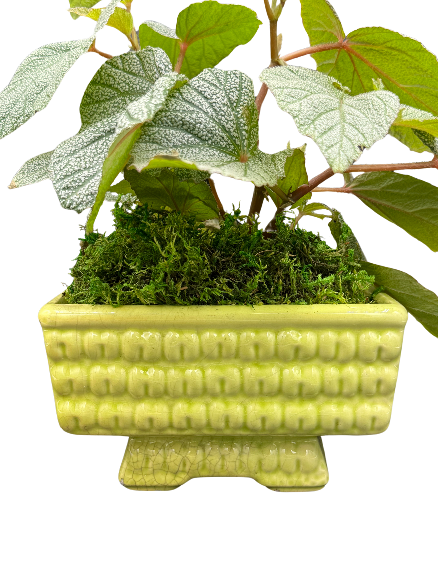 Close-up of midcentury ceramic planter with textured corn glaze and leafy begonia plant