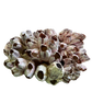 Large Barnacle Cluster – Natural Coastal Decor