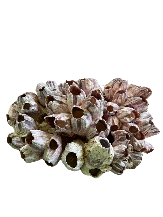 Large Barnacle Cluster – Natural Coastal Decor