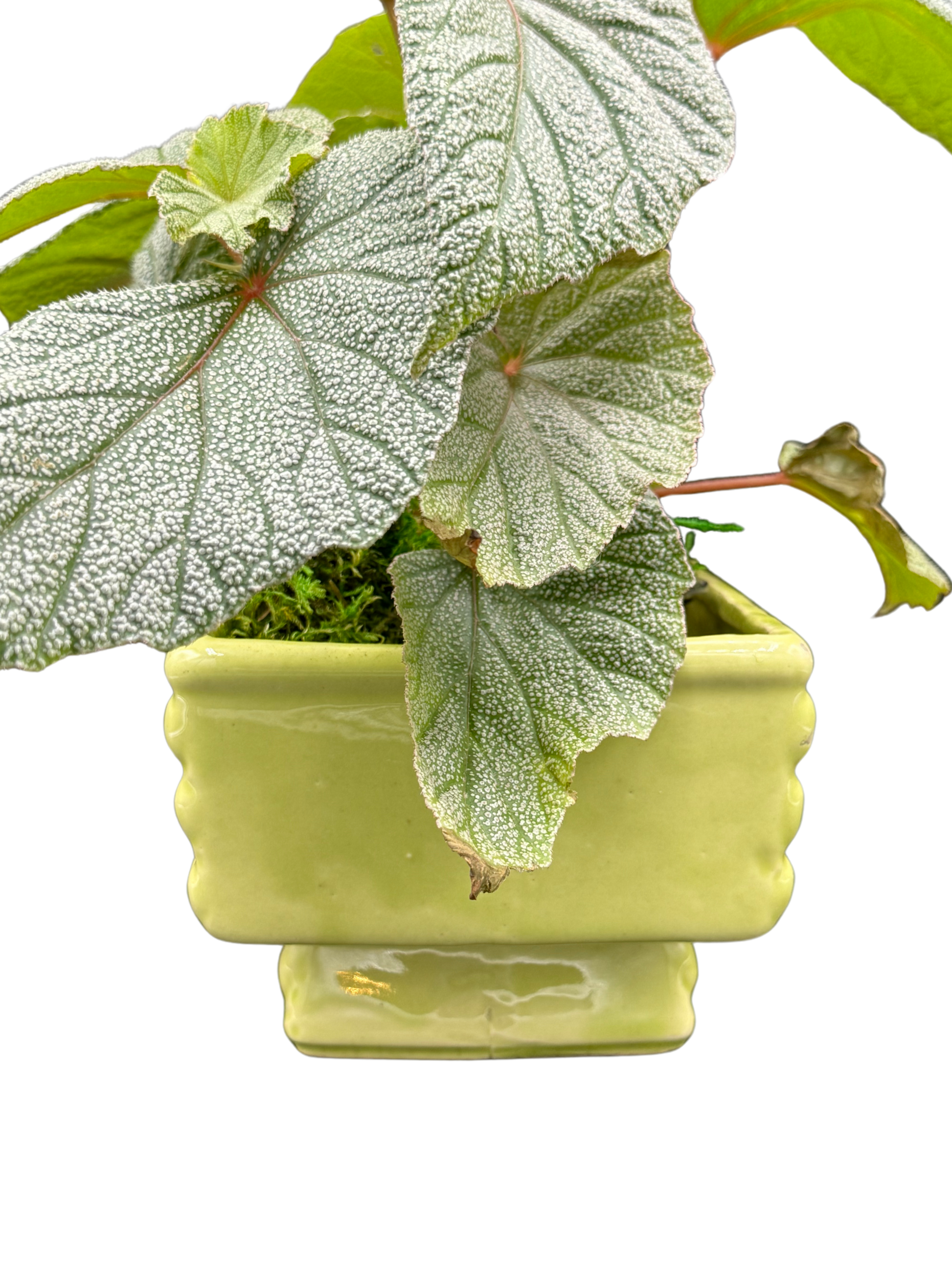 Rear detail of ceramic planter showing pedestal foot and foliage spillover