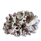 Large Barnacle Cluster – Natural Coastal Decor