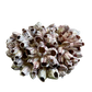 Large Barnacle Cluster – Natural Coastal Decor