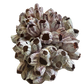 Large Barnacle Cluster – Natural Coastal Decor
