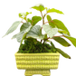 Vintage yellow-green MCM pedestal planter with foliage, front view