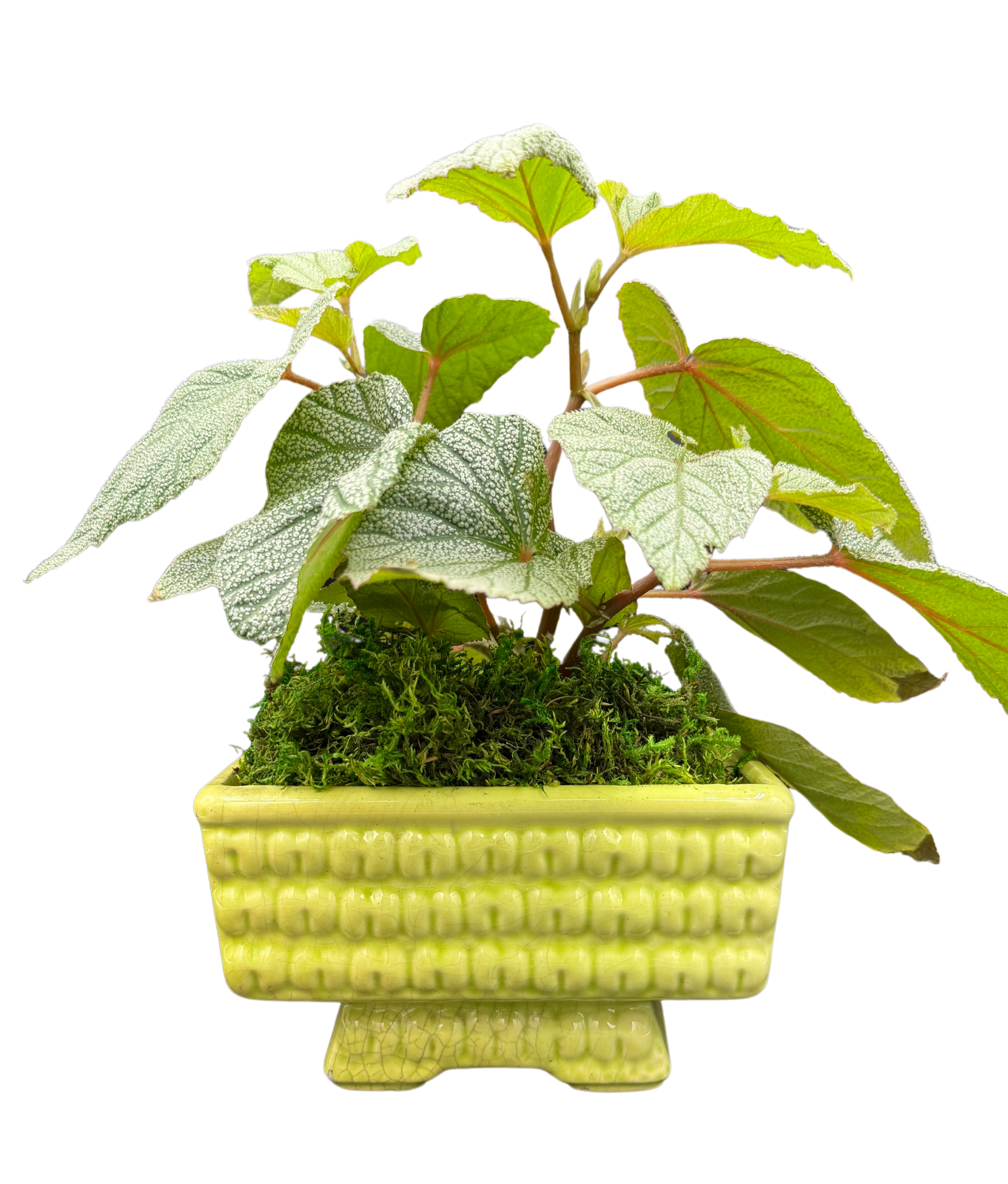 Vintage yellow-green MCM pedestal planter with foliage, front view