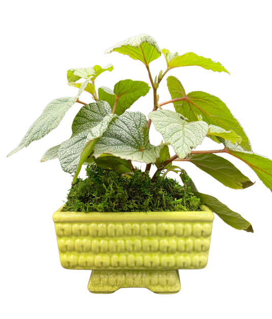 Vintage yellow-green MCM pedestal planter with foliage, front view