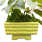 Close-up of midcentury ceramic planter with textured corn glaze and leafy begonia plant