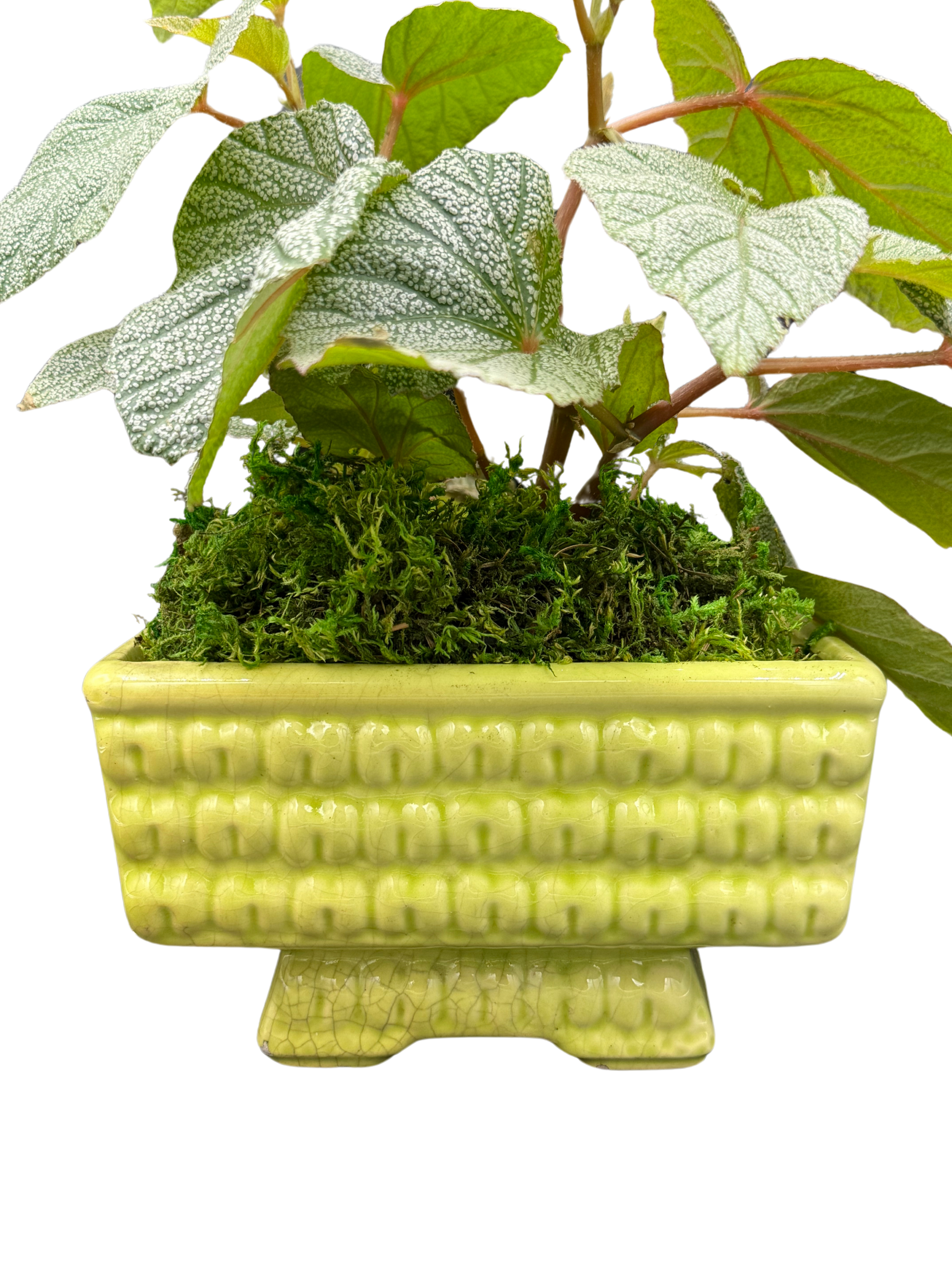 Close-up of midcentury ceramic planter with textured corn glaze and leafy begonia plant